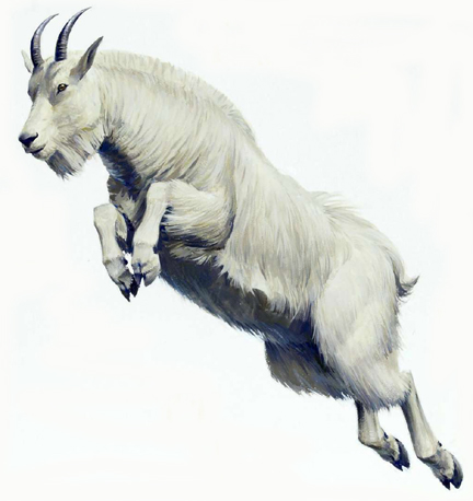 Ram goat